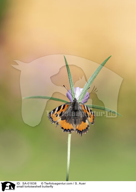 small tortoiseshell butterfly / SA-01638