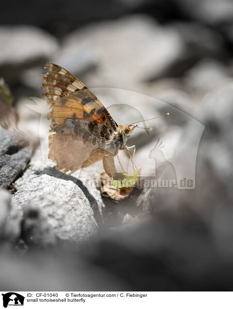 small tortoiseshell butterfly / CF-01040
