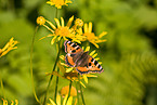 small tortoiseshell butterfly