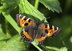 small tortoiseshell butterfly