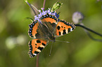 small tortoiseshell