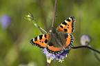 small tortoiseshell