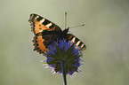 small tortoiseshell butterfly