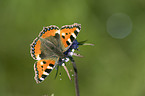 small tortoiseshell butterfly