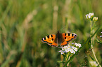 small tortoiseshell butterfly