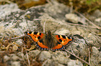 small tortoiseshell butterfly