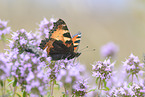 small tortoiseshell butterfly