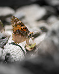 small tortoiseshell butterfly