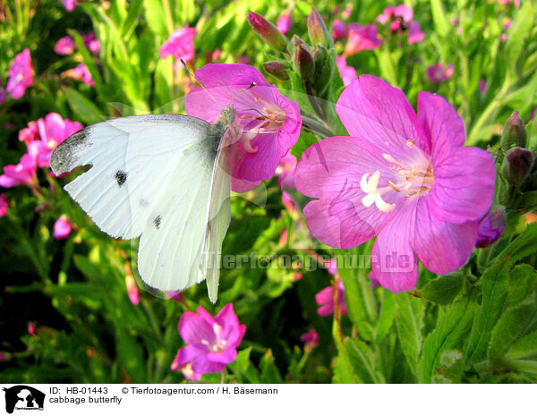 Kleiner Kohlweiling / cabbage butterfly / HB-01443