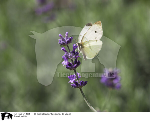 Kleiner Kohlweiling / Small White / SA-01181