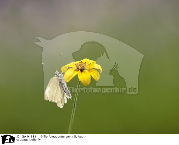 Kleiner Kohlweiling / cabbage butterfly / SA-01383
