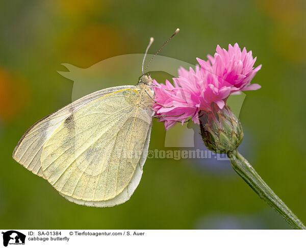 Kleiner Kohlweiling / cabbage butterfly / SA-01384