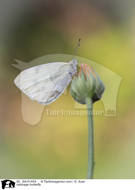 cabbage butterfly / SA-01454