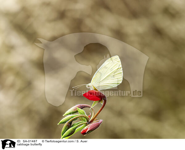 Kleiner Kohlweiling / cabbage butterfly / SA-01487