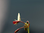 Small White