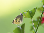 Small White