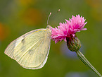 cabbage butterfly