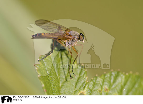 Schnepfenfliege / snipe fly / SO-02135