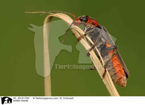 Soldatenkfer / soldier beetle / DV-01750