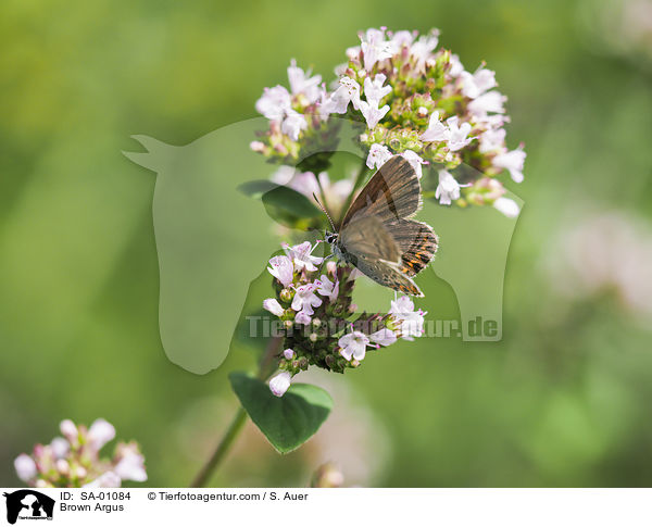 Brown Argus / SA-01084