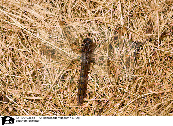 Sdlicher Blaupfeil / southern skimmer / SO-03655