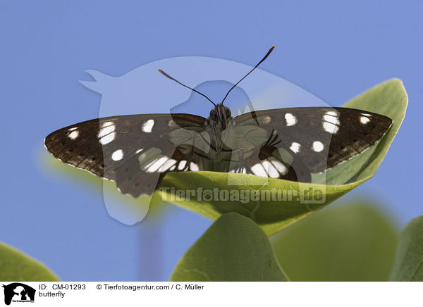 Blauschwarzer Eisvogel / butterfly / CM-01293