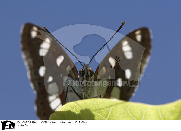 Blauschwarzer Eisvogel / butterfly / CM-01294