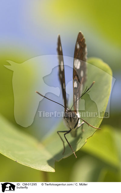 Blauschwarzer Eisvogel / butterfly / CM-01295