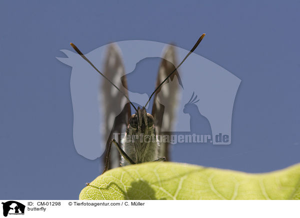 Blauschwarzer Eisvogel / butterfly / CM-01298