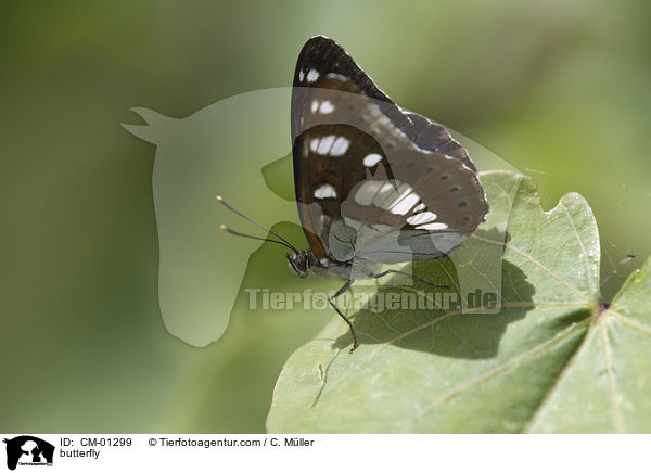 Blauschwarzer Eisvogel / butterfly / CM-01299