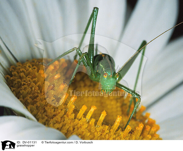 grasshopper / DV-01131