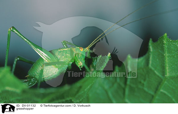 Punktierte Zartschrecke / grasshopper / DV-01132