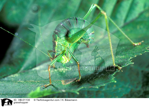 Punktierte Zartschrecke / grasshopper / HB-01130