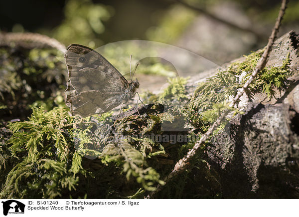 Waldbrettspiel / Speckled Wood Butterfly / SI-01240