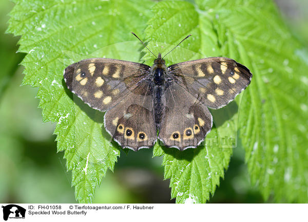 Speckled Wood Butterfly / FH-01058