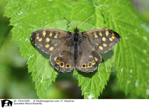 Speckled Wood Butterfly / FH-01059