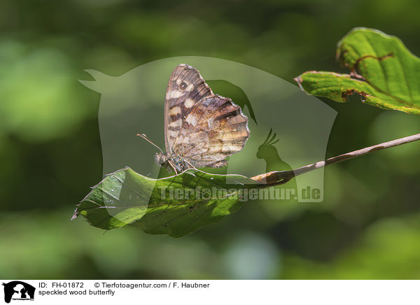 Waldbrettspiel / speckled wood butterfly / FH-01872