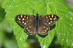 Speckled Wood Butterfly