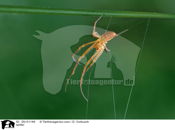Spinne / spider / DV-01146
