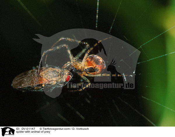 Spinne mit Beute / spider with animal of prey / DV-01147