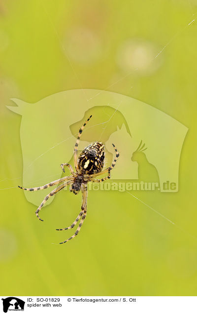 Spinne auf Netz / spider with web / SO-01829