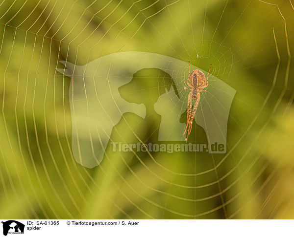 Spinne / spider / SA-01365