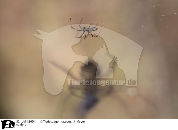 Spinnen / spiders / JM-12651