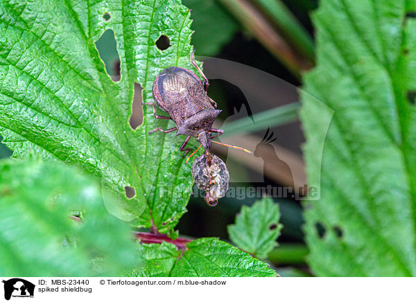 spiked shieldbug / MBS-23440