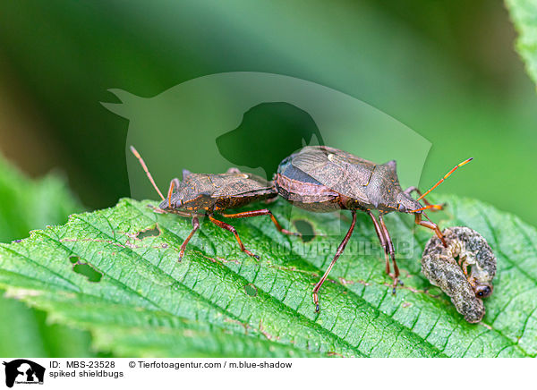 Zweispitzwanzen / spiked shieldbugs / MBS-23528