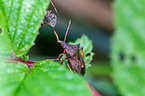 spiked shieldbug