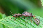 spiked shieldbugs