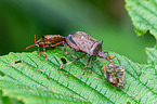 spiked shieldbugs