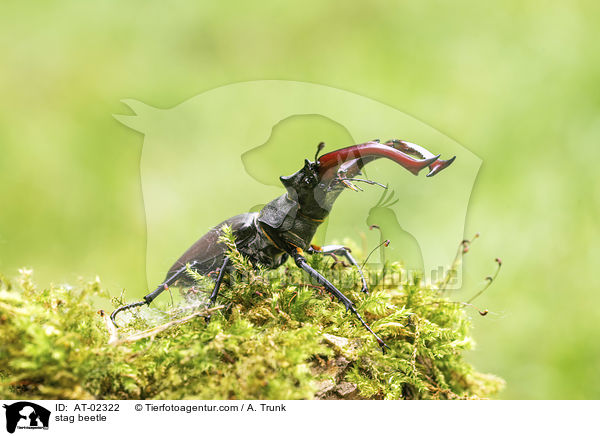 Hirschkfer / stag beetle / AT-02322