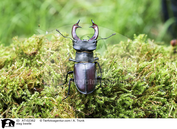 Hirschkfer / stag beetle / AT-02362